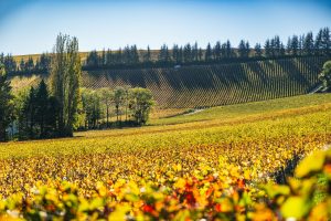 Wijnblog: de beste wijnreizen, tips en wijncombinaties 3 Wijngaarden in de Loire-vallei in het najaar